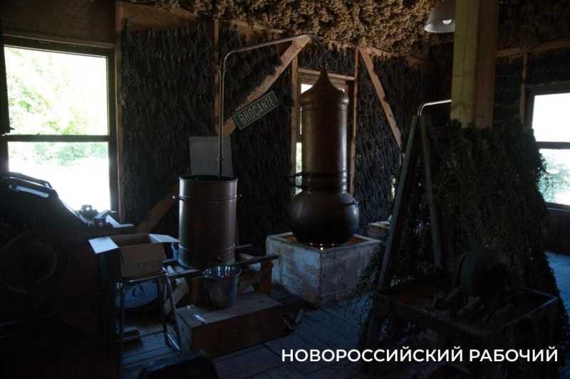 Натурпродукт со вкусом и запахом Прованса. Куда поехать отдохнуть из Новороссийска?