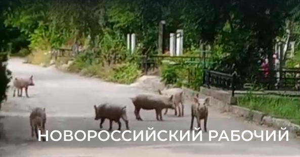 Ну, свинство! По кладбищу Новороссийска бегают неопознанные свиньи