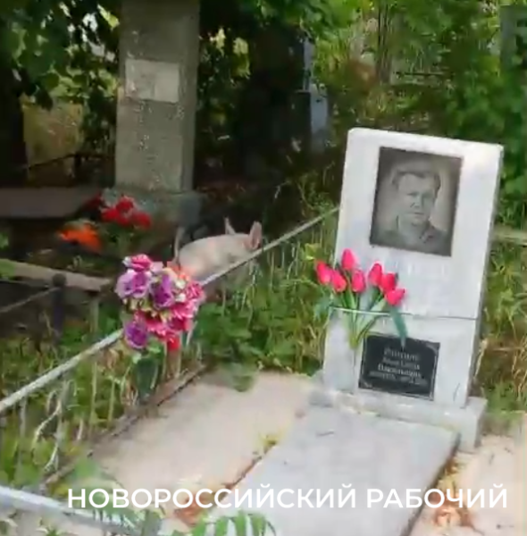 Ну, свинство! По кладбищу Новороссийска бегают неопознанные свиньи