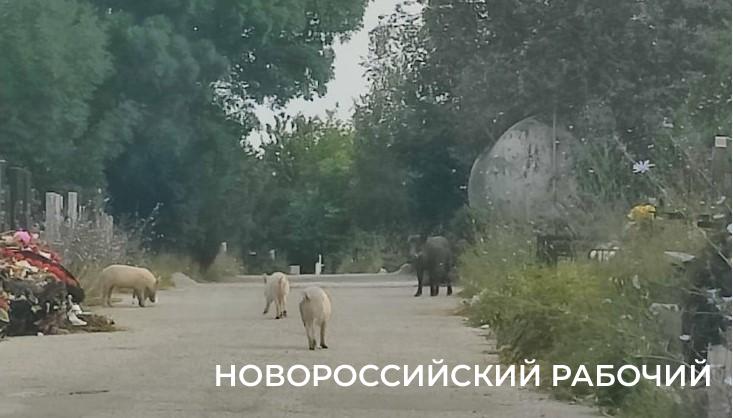 Ну, свинство! По кладбищу Новороссийска бегают неопознанные свиньи