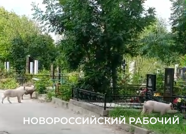 Ну, свинство! По кладбищу Новороссийска бегают неопознанные свиньи