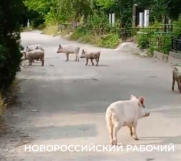 Ну, свинство! По кладбищу Новороссийска бегают неопознанные свиньи