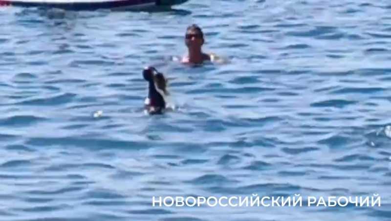 В Новороссийске на пляже отдыхающие стали свидетелями настоящей охоты