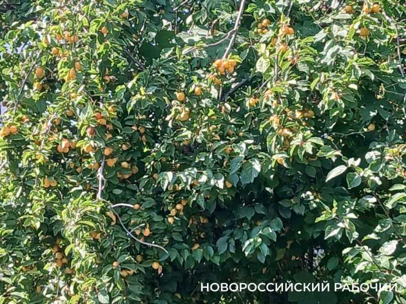 В Новороссийске настала пора алычи и соуса ткемали