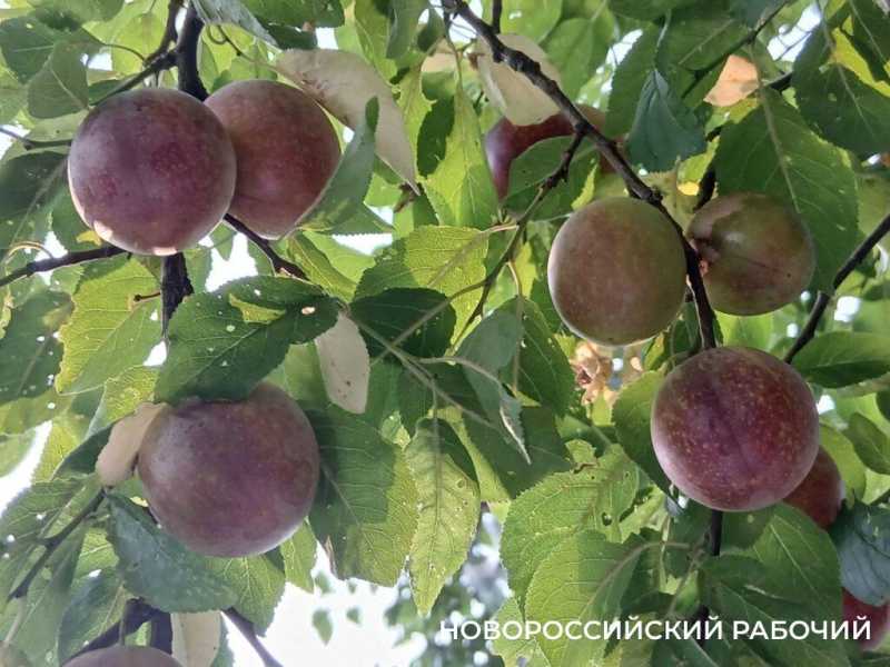 В Новороссийске настала пора алычи и соуса ткемали