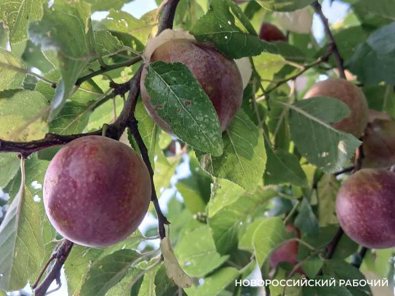 В Новороссийске настала пора алычи и соуса ткемали