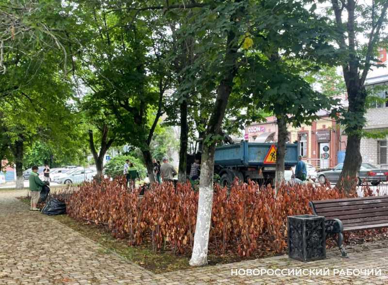В Новороссийске после гибели растений в центре города готовят иски в суд