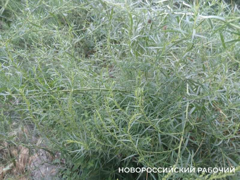 В огородах Новороссийска зацвела сон-трава  с запахом лимона