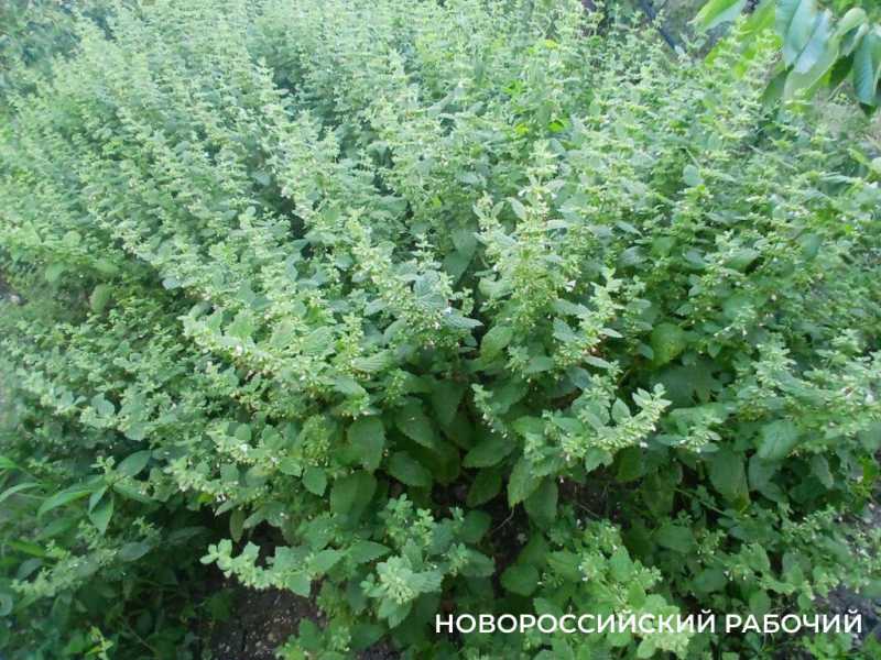 В огородах Новороссийска зацвела сон-трава  с запахом лимона