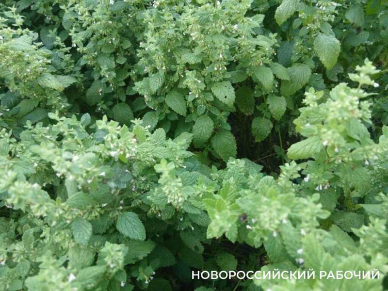 В огородах Новороссийска зацвела сон-трава  с запахом лимона