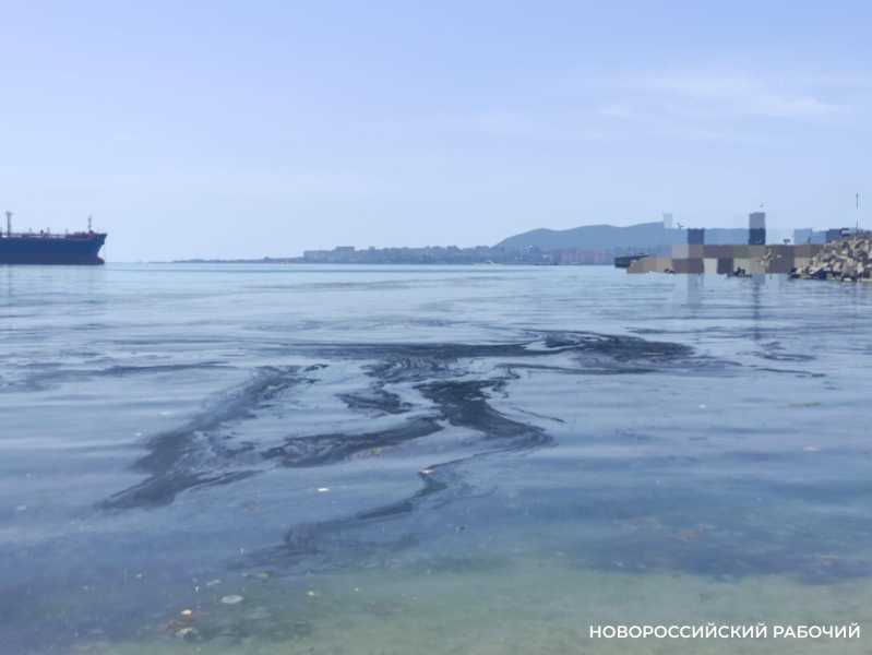 Жители Новороссийска приняли водоросли за загрязнение морской акватории