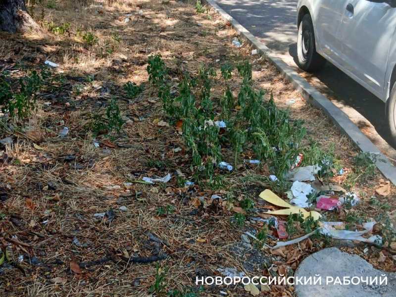 Центральная улица Новороссийска захламлена коробками и бутылками из-под водки