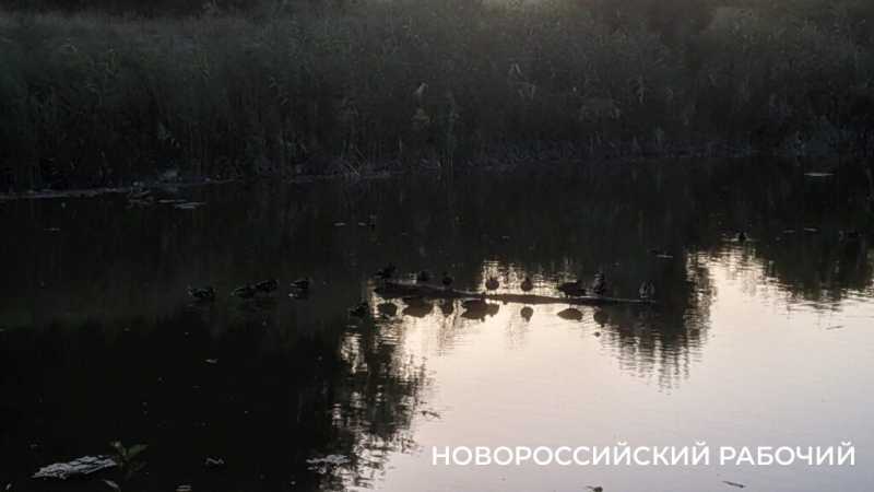 Чем обернулась неудачная очистка Южных прудов в Новороссийске. Эффект неожиданный