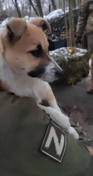 Хвостатые напарники новороссийцев в зоне СВО несут службу и помогают как могут