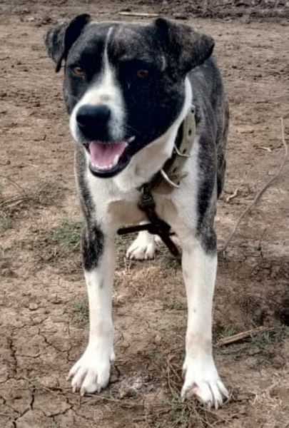 Хвостатые напарники новороссийцев в зоне СВО несут службу и помогают как могут