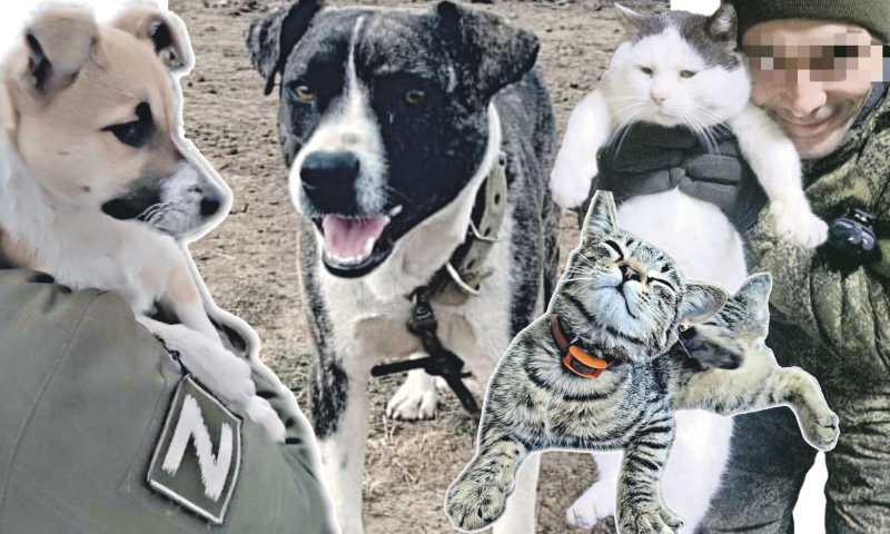 Хвостатые напарники новороссийцев в зоне СВО несут службу и помогают как могут