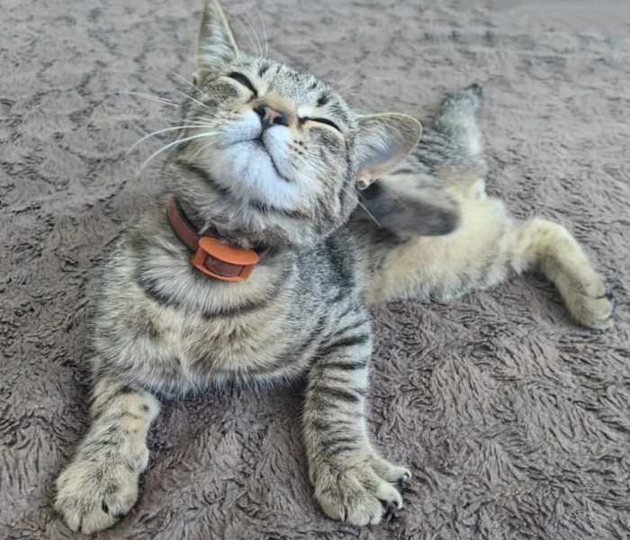 Хвостатые напарники новороссийцев в зоне СВО несут службу и помогают как могут