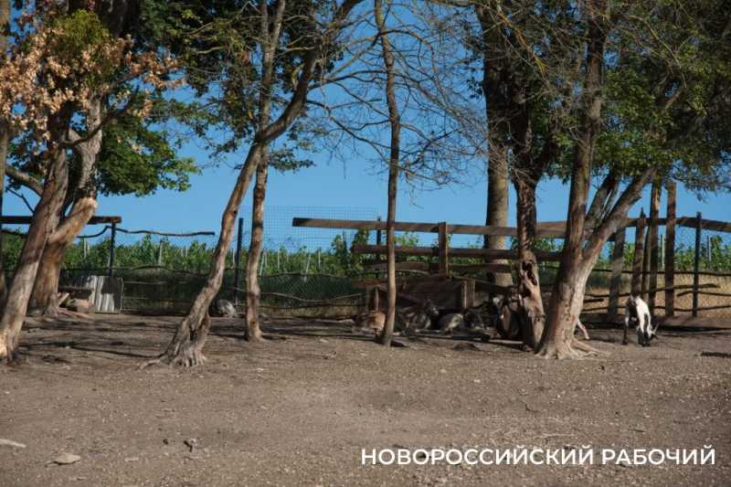 Московский подход к южному винограду. Куда поехать на выходные из Новороссийска  