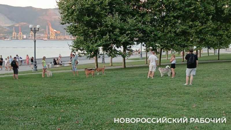 На набережной Новороссийска устраивают пикники и собачьи тусовки