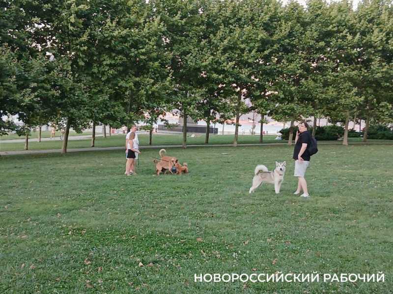 На набережной Новороссийска устраивают пикники и собачьи тусовки