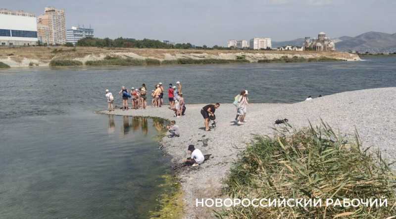 Новороссийские экологи жалуются в прокуратуру на нутрий. Чем неугодны хвостатые?