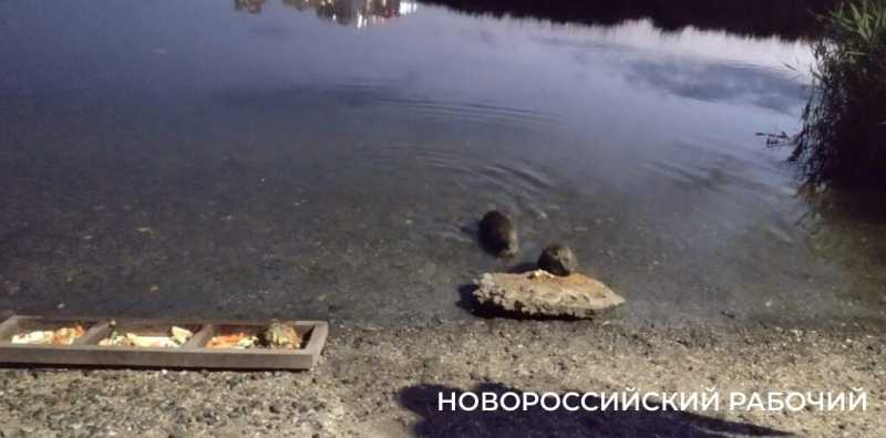 Новороссийские экологи жалуются в прокуратуру на нутрий. Чем неугодны хвостатые?