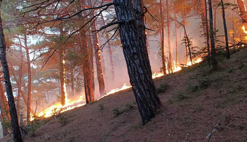 Новороссийские спасатели помогают тушить пожар в лесном массиве Геленджика