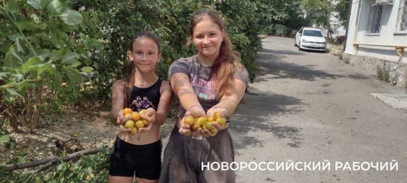 Пекло, а они работают! В Новороссийске горожан спасают от змей и небывалого урожая &nbsp;