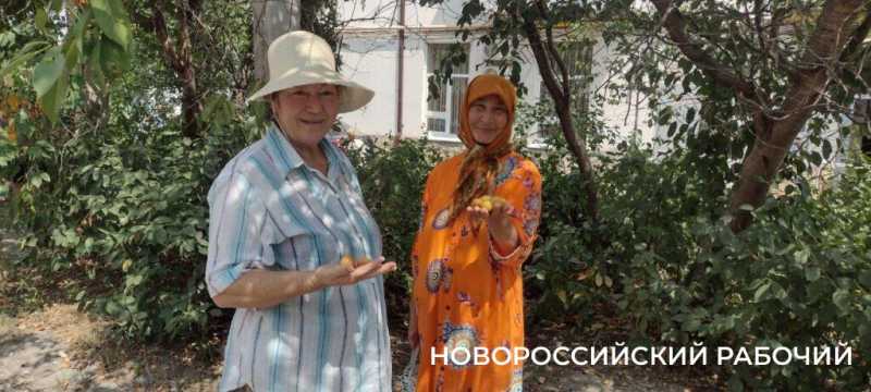 Пекло, а они работают! В Новороссийске горожан спасают от змей и небывалого урожая &nbsp;