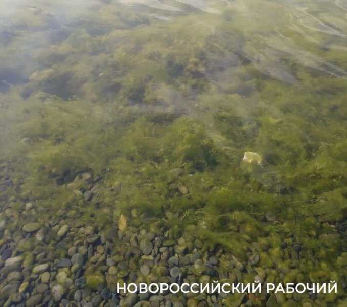 В Новороссийске цветет Суджукская лагуна