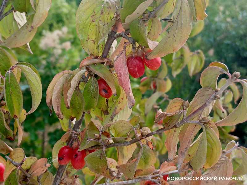 В Новороссийске кизил страдает от обезвоживания