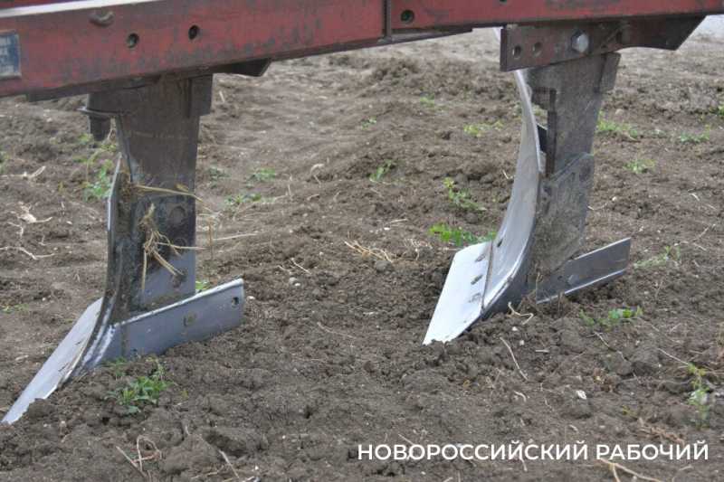 В Новороссийске крестьянин по жизни выращивает пшеницу