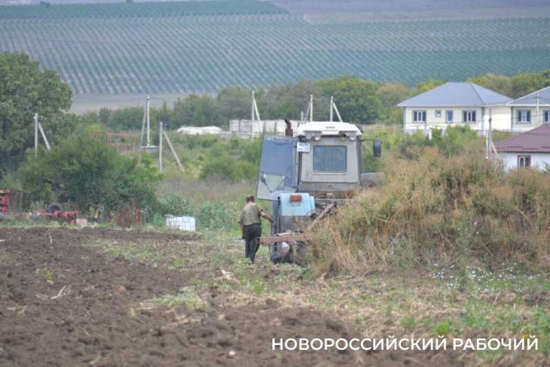 В Новороссийске крестьянин по жизни выращивает пшеницу