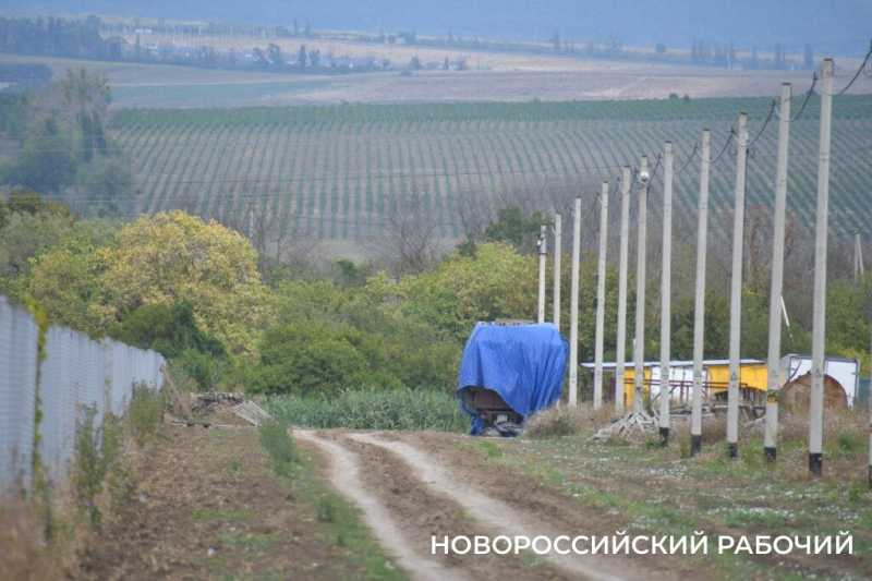 В Новороссийске крестьянин по жизни выращивает пшеницу
