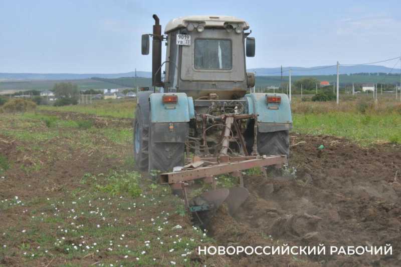 В Новороссийске крестьянин по жизни выращивает пшеницу