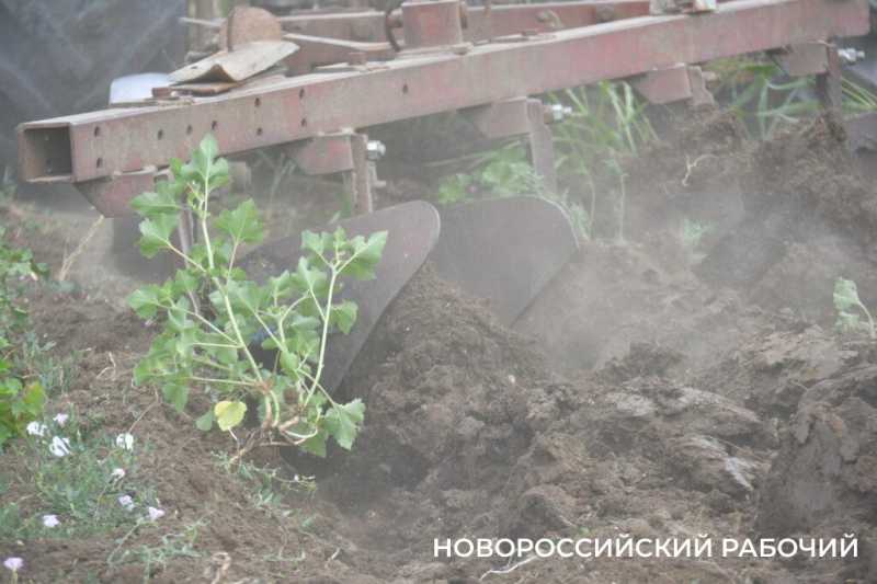 В Новороссийске крестьянин по жизни выращивает пшеницу