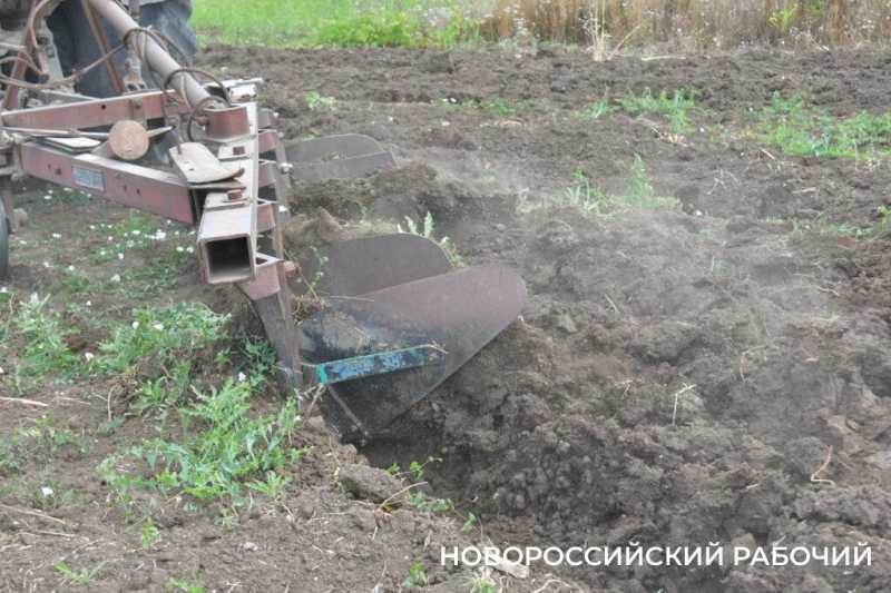 В Новороссийске крестьянин по жизни выращивает пшеницу