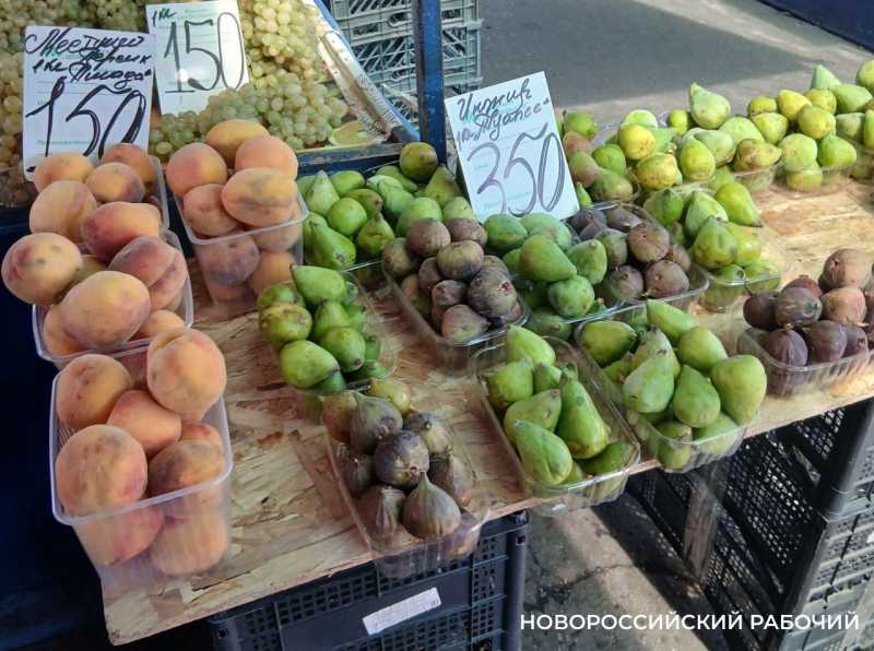 В Новороссийске настала пора инжира
