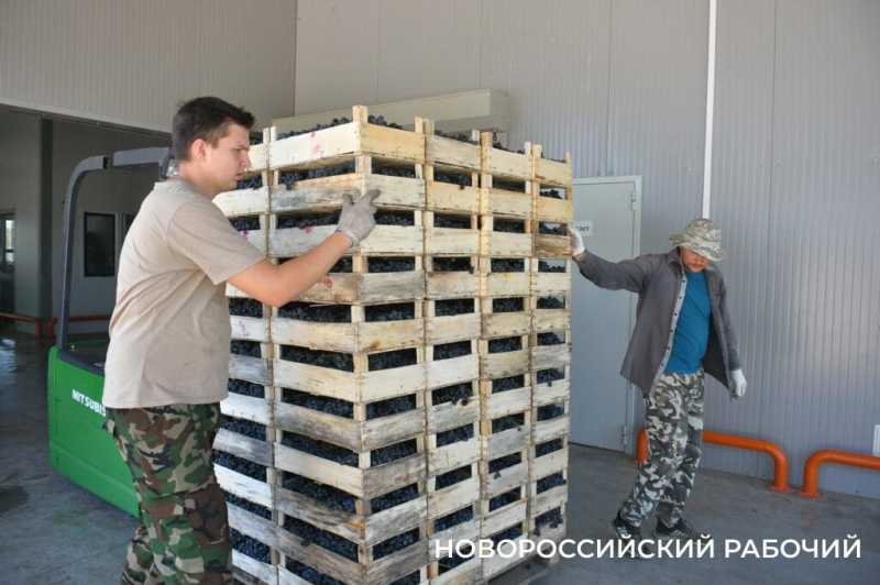 Где в Новороссийске поесть местный виноград? Все о месте, времени и лучших сортах