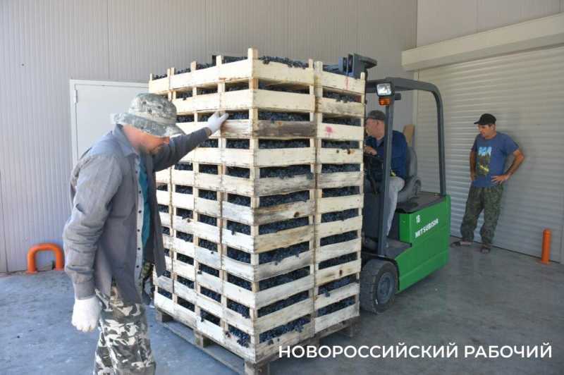 Где в Новороссийске поесть местный виноград? Все о месте, времени и лучших сортах