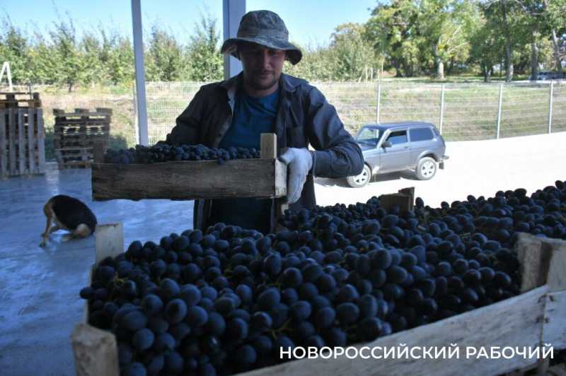 Где в Новороссийске поесть местный виноград? Все о месте, времени и лучших сортах
