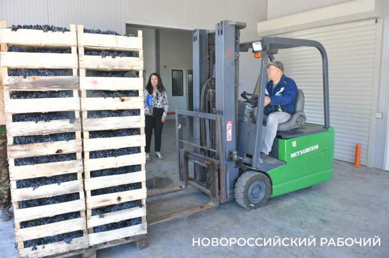 Где в Новороссийске поесть местный виноград? Все о месте, времени и лучших сортах