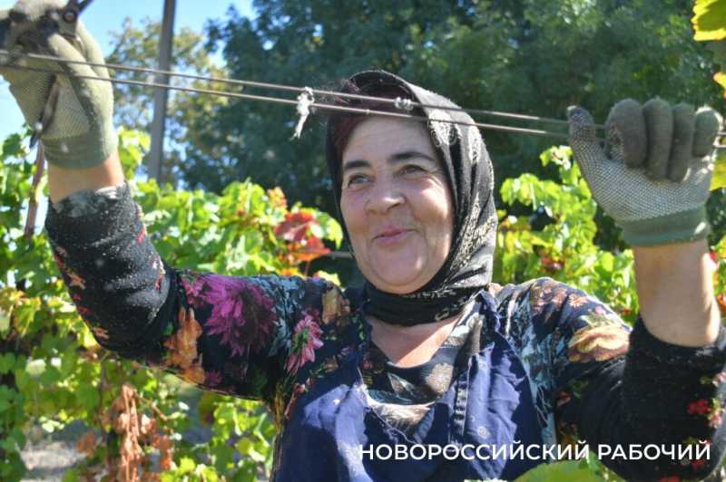 Где в Новороссийске поесть местный виноград? Все о месте, времени и лучших сортах