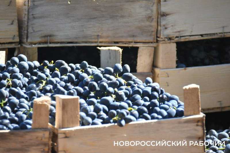 Где в Новороссийске поесть местный виноград? Все о месте, времени и лучших сортах