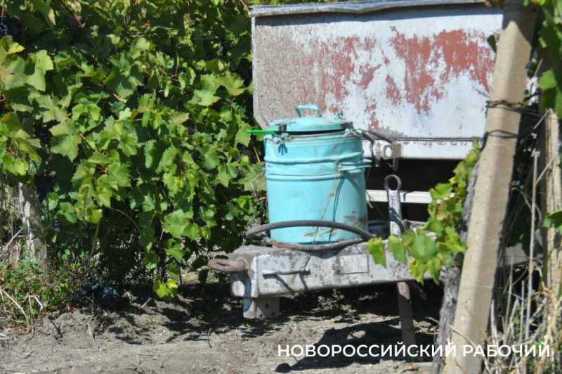 Где в Новороссийске поесть местный виноград? Все о месте, времени и лучших сортах