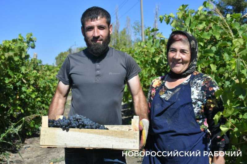 Где в Новороссийске поесть местный виноград? Все о месте, времени и лучших сортах
