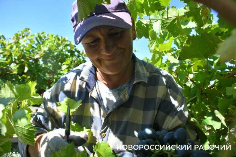 Где в Новороссийске поесть местный виноград? Все о месте, времени и лучших сортах