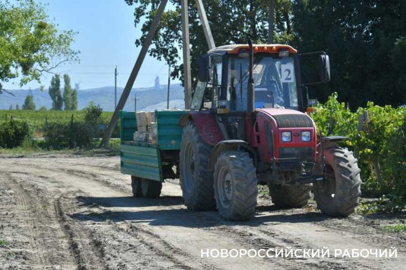 Где в Новороссийске поесть местный виноград? Все о месте, времени и лучших сортах