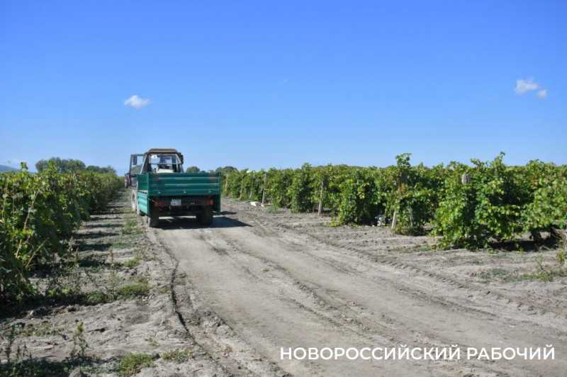 Где в Новороссийске поесть местный виноград? Все о месте, времени и лучших сортах