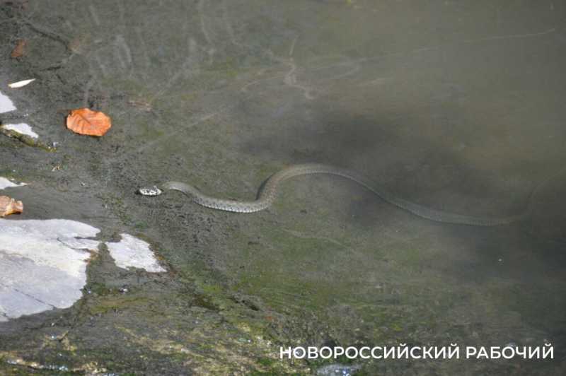 Южные пруды в Новороссийске могут превратиться в непролазные болота